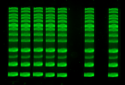 DNA agarose gel stained with VNIR Safe Green