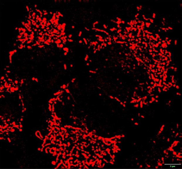 Mammalian cells stained with VNIR Mito DNA
